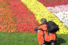 Kwiatowe dywany przystroiły centrum Bydgoszczy