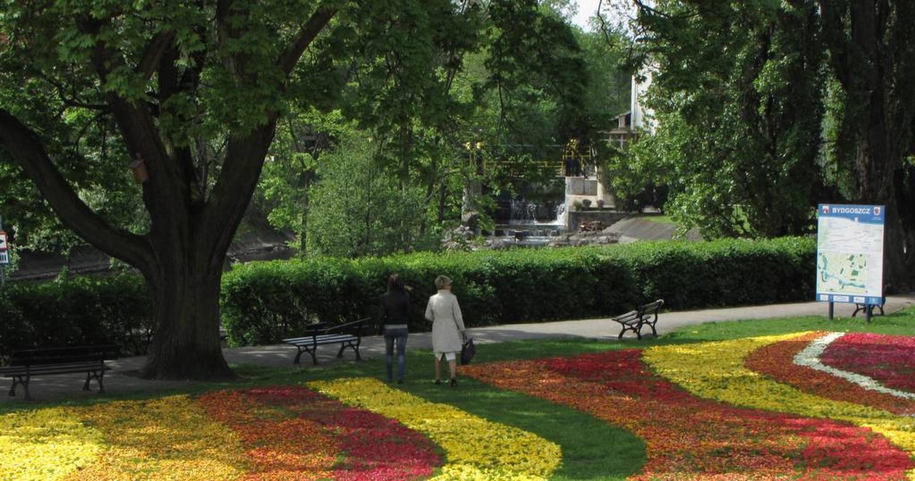 Kwiatowe dywany przystroiły centrum Bydgoszczy