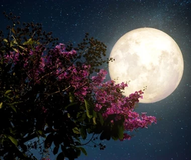 Kwiatowy Księżyc przyniesie szczęście tym znakom zodiaku. Los będzie dla nich bardzo łaskawy 