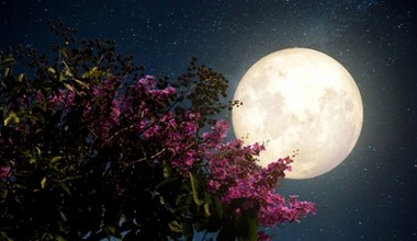 Kwiatowy Księżyc przyniesie szczęście tym znakom zodiaku. Los będzie dla nich bardzo łaskawy 