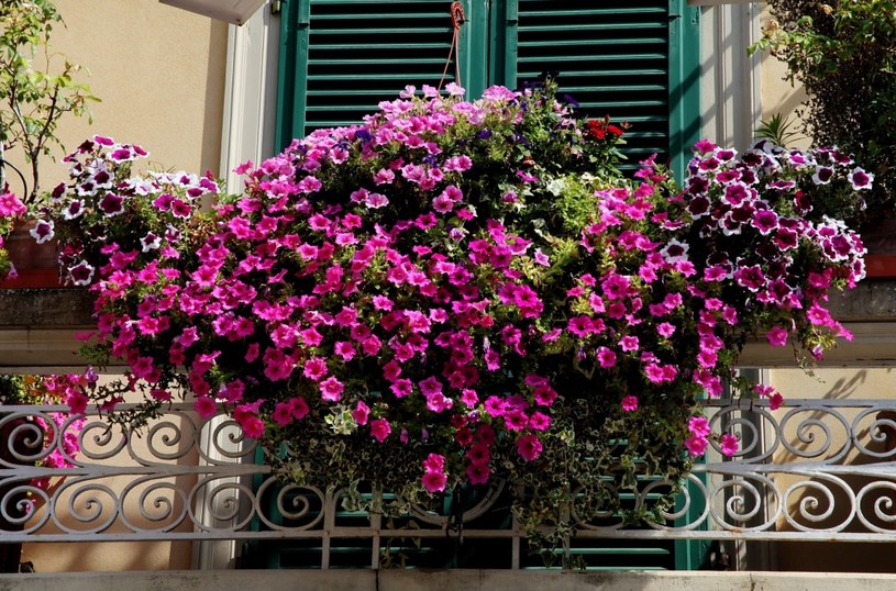 Kwiaty idealne na balkon. Trzy rośliny "nie do zdarcia"