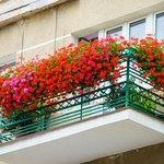 Kwiaty idealne na balkon. Zwisają, lubią słońce i wiatr