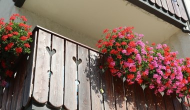 Kwiaty, które lubią słońce. Idealne na południowy balkon