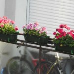 Kwiaty, które można jeść. Te gatunki zakwitną nawet na balkonie