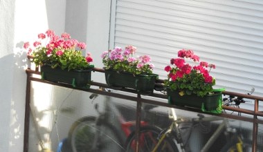 Kwiaty, które można jeść. Te gatunki zakwitną nawet na balkonie