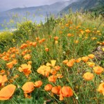 ciekawostki Kwiaty, które "śpią" w nocy. Ta roślina występuje w Polsce od 100 lat