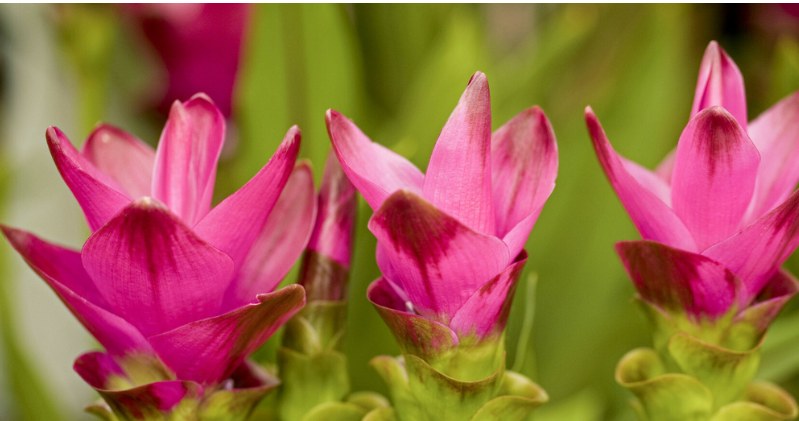 Kwiaty kurkumy robią wrażenie. Ta egzotyczna roślina na parapecie przyciągnie wzrok z daleka /DR KEITH WHEELER/Science Photo Library/East News /East News