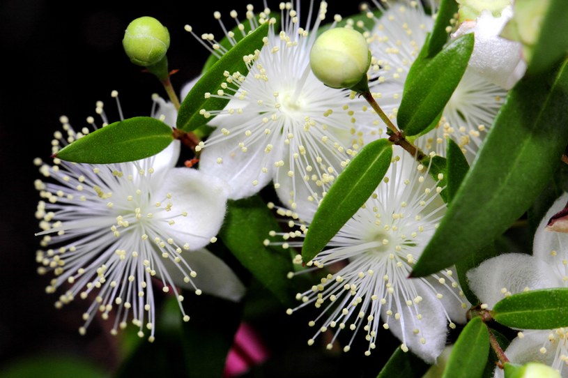 Kwiaty mirtu mają intensywny zapach i są wykorzystywane m.in. do produkcji perfum /123RF/PICSEL