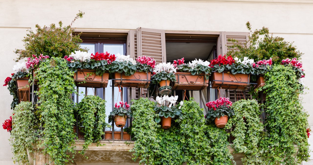 Kwiaty na balkonie mogą wyglądać rewelacyjnie, jeśli tylko właściwie o nie zadbamy. Trzeba je umiejętnie dobrać do ekspozycji balkonu. /Pixel