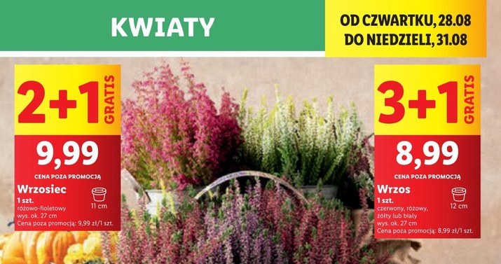 Kwiaty na promocji w Lidlu /Lidl /INTERIA.PL
