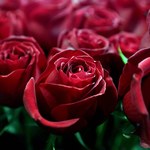 Kwiaty na Walentynki: Sprzedaż róż wzrosła dwukrotnie, w Holandii ceny bez zmian
