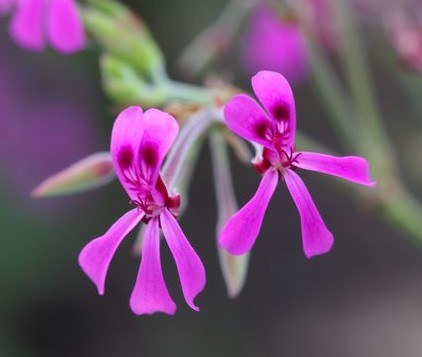 Kwiaty pelargonii afrykańskiej /&copy;123RF/PICSEL