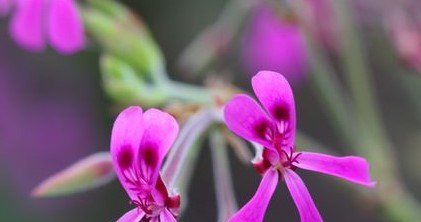 Kwiaty pelargonii afrykańskiej /&copy;123RF/PICSEL