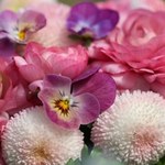 Kwiaty z Aldi na Dzień Matki robią furorę! Takiej promocji nikt się nie spodziewał!