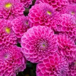 Kwiaty z ogrodu babci znów wracają do mody. Kiedy je sadzić?