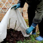 przymrozki Kwiecień plecień. Jak uratować ogród przed przymrozkami?