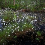 Kampinoski Park Narodowy Kwieciste dywany w Puszczy Kampinoskiej. Gdzie i kiedy szukać wełnianki?