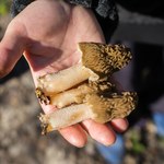 Kwietniowe grzyby - co można zbierać w lasach? 