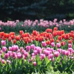 Kwitną jak szalone. Morze tulipanów zalało Łódź