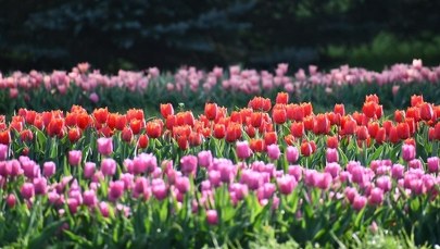 Kwitną jak szalone. Morze tulipanów zalało Łódź