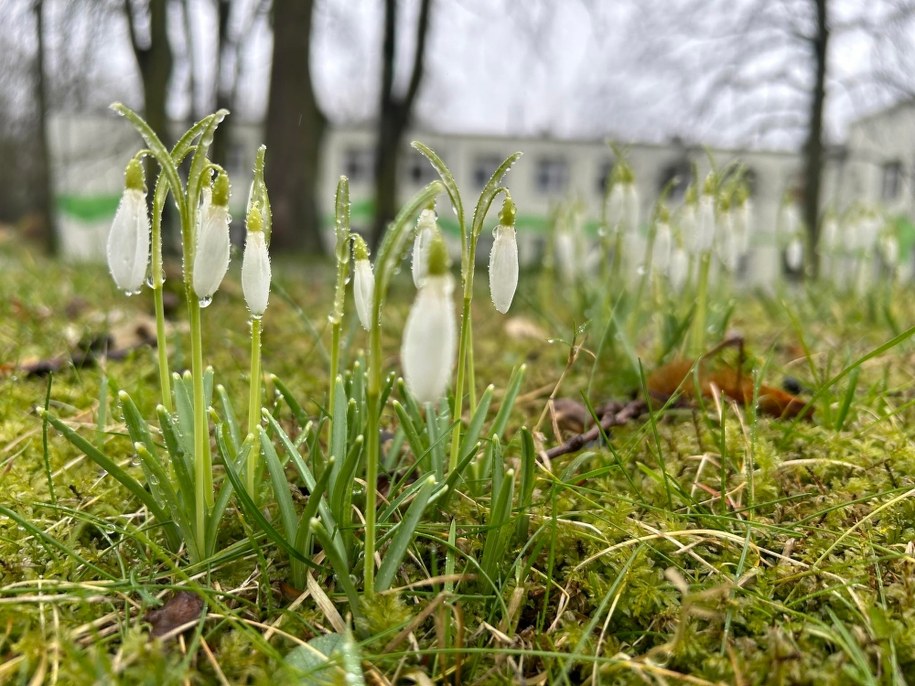 Kwitną już przebiśniegi, rośliny które w bukiecie ślubnym miała królowa Wiktoria. /Aneta Łuczkowska, RMF FM /RMF FM - reporter