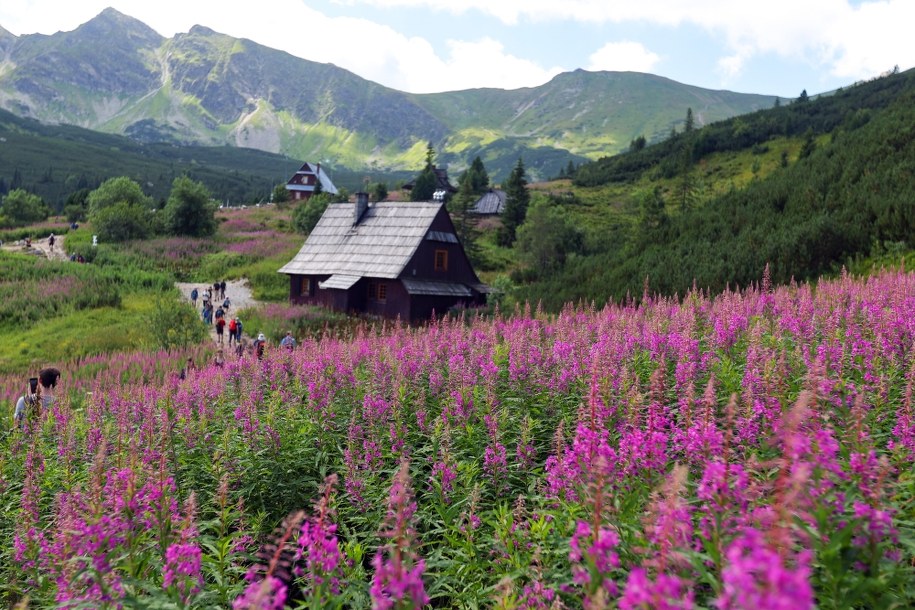 Kwitnąca wierzbówka kiprzyca w rejonie Hali Gąsienicowej w Tatrach /Grzegorz Momot /PAP