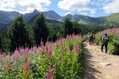 Kwitnąca wierzbówka kiprzyca w Tatrach