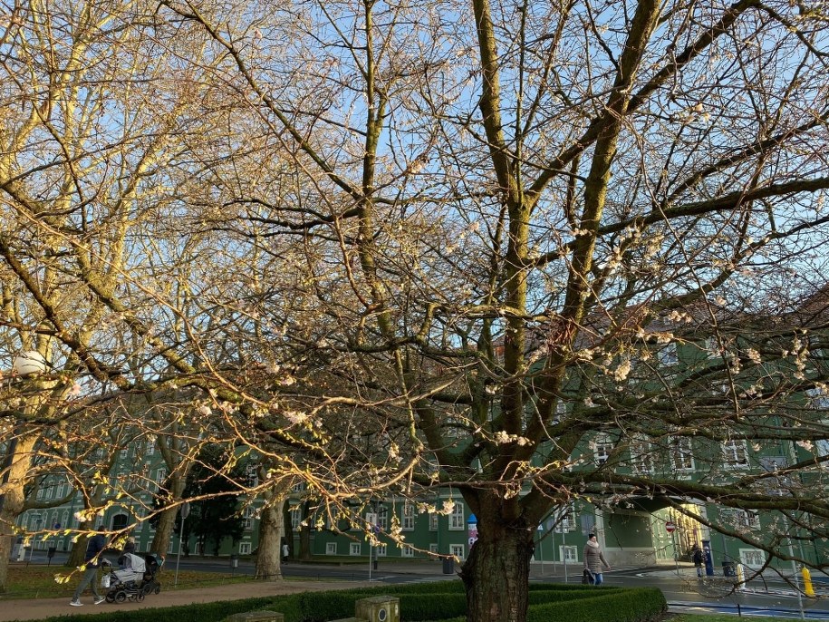 Kwitnące drzewo w Szczecinie /Aneta Łuczkowska /RMF FM