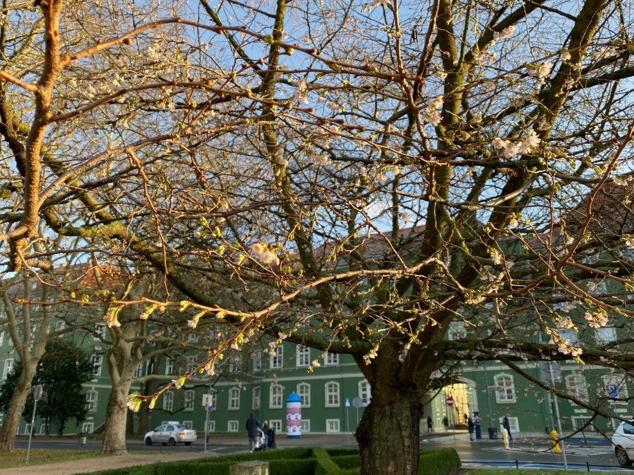 Kwitnące drzewo w Szczecinie /Aneta Łuczkowska /RMF FM