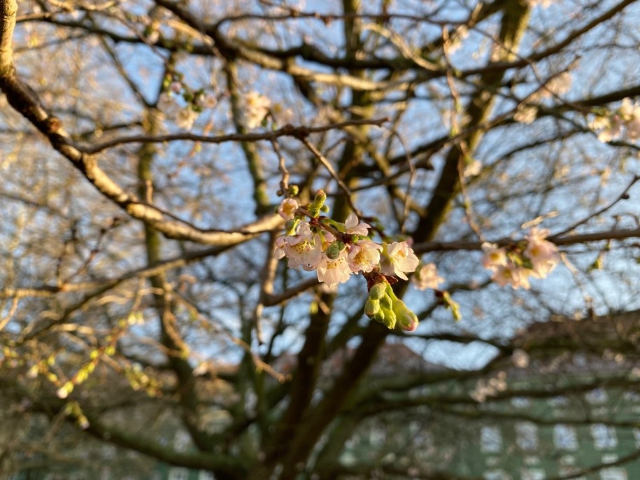 Kwitnące drzewo w Szczecinie /Aneta Łuczkowska /RMF FM