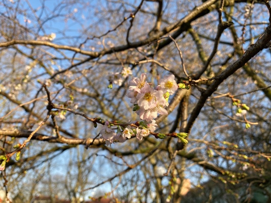 Kwitnące drzewo w Szczecinie /Aneta Łuczkowska /RMF FM