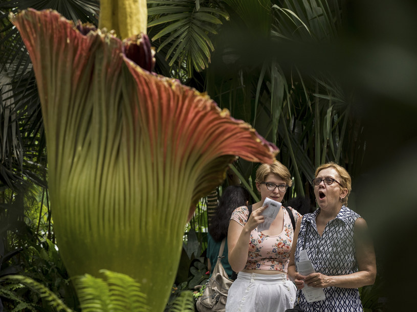 Kwitnące dziwidło jest zjawiskiem bardzo rzadkim. Na zdjęciu: turystki, oglądające kwiat w Nowym Jorku /Drew Angerer/Getty Images /Getty Images