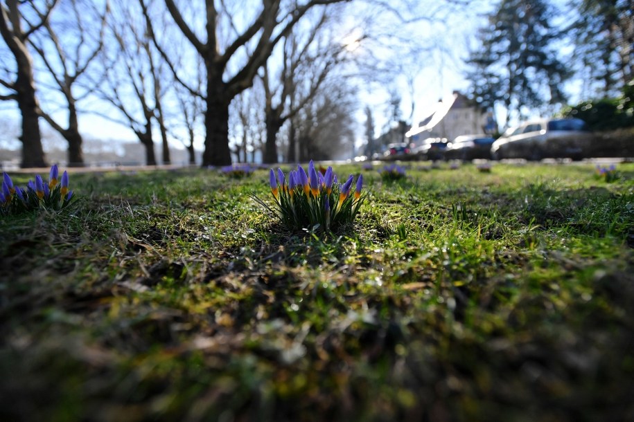 Kwitnące krokusy na Jasnych Błoniach w Szczecinie / 	Marcin Bielecki    /PAP
