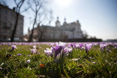 Kwitnące krokusy pod Wawelem 
