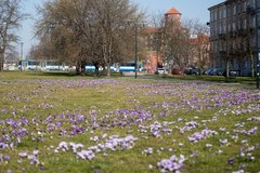 Kwitnące krokusy pod Wawelem 