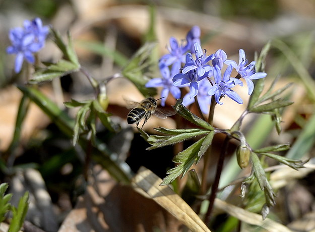 Kwitnące kwiaty cebulicy (niebieskie) i pąki zawilców /Darek Delmanowicz /PAP