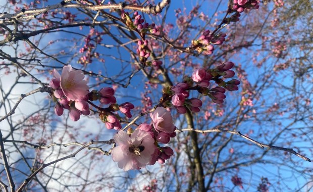 Kwitnące magnolie i wiśnie! Nie przegap tego wiosennego cudu natury!