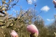 Kwitnące magnolie i wiśnie w podwarszawskim Powsinie