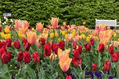 Kwitnące tulipany w Ogrodach Zamku Królewskiego w Warszawie