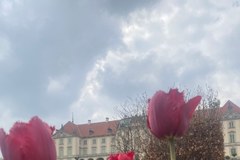 Kwitnące tulipany w Ogrodach Zamku Królewskiego w Warszawie