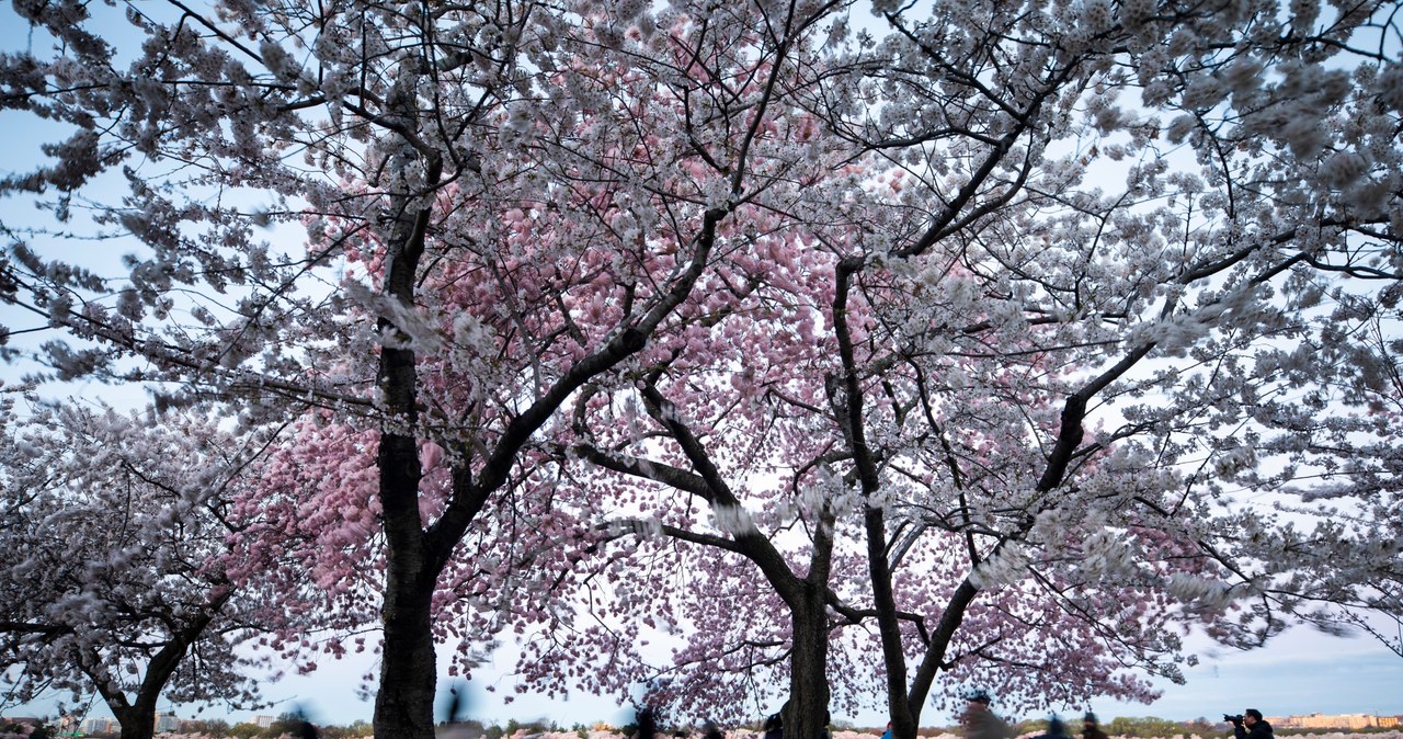Kwitnące wiśnie w Waszyngtonie
