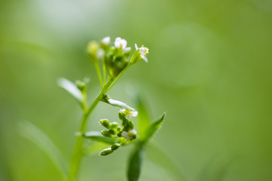 Kwitnący rzodkiewnik pospolity (Arabidopsis thaliana) /Salk Institute /Materiały prasowe