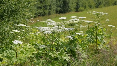 Kwitnie barszcz Sosnowskiego. Straż pożarna ostrzega