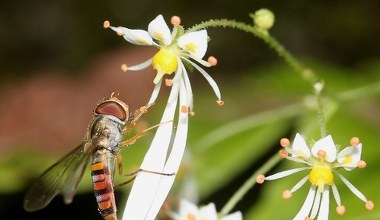 Kwitnie, gdy inne rośliny zaczynają zimować. Ma kwiaty jak gwiazdki