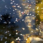 Kwitnie nielegalny handel zwierzętami. Gatunki inwazyjne są zagrożeniem