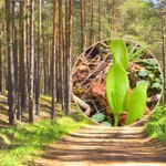 Kwitnie tylko raz w roku i przynosi szczęście. Ta roślina istnieje naprawdę