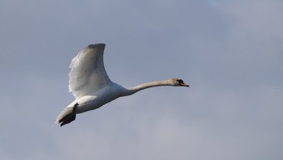 Łabędź na... autostradzie w Rudzie Śląskiej