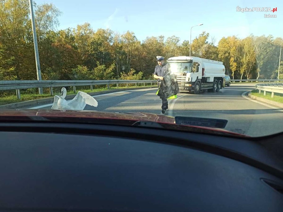 Łabędz na drodze /KMP Zabrze /Policja