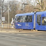 Łabędź na torach, czyli skrzydlaty sprawca zamieszania komunikacyjnego we Wrocławiu 