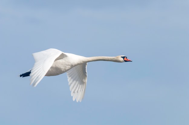 Łabędź niemy /Shutterstock